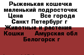 Рыженькая кошечка маленький подросточек › Цена ­ 10 - Все города, Санкт-Петербург г. Животные и растения » Кошки   . Амурская обл.,Белогорск г.